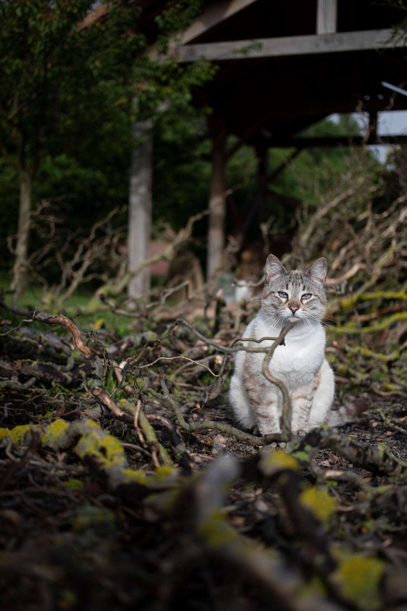 Le Chat Blanc Gite Versols-et-Lapeyre Εξωτερικό φωτογραφία