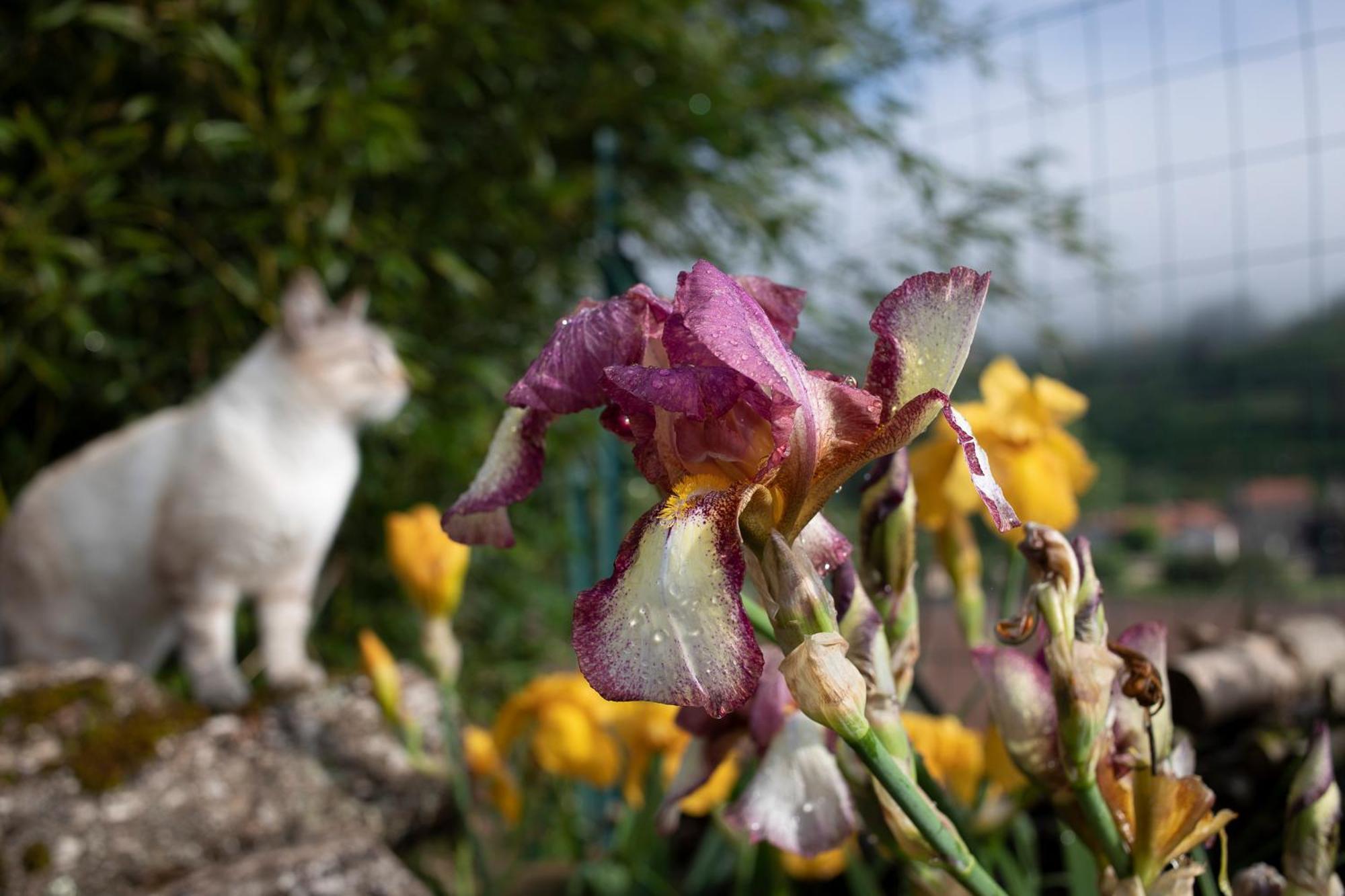 Le Chat Blanc Gite Versols-et-Lapeyre Εξωτερικό φωτογραφία