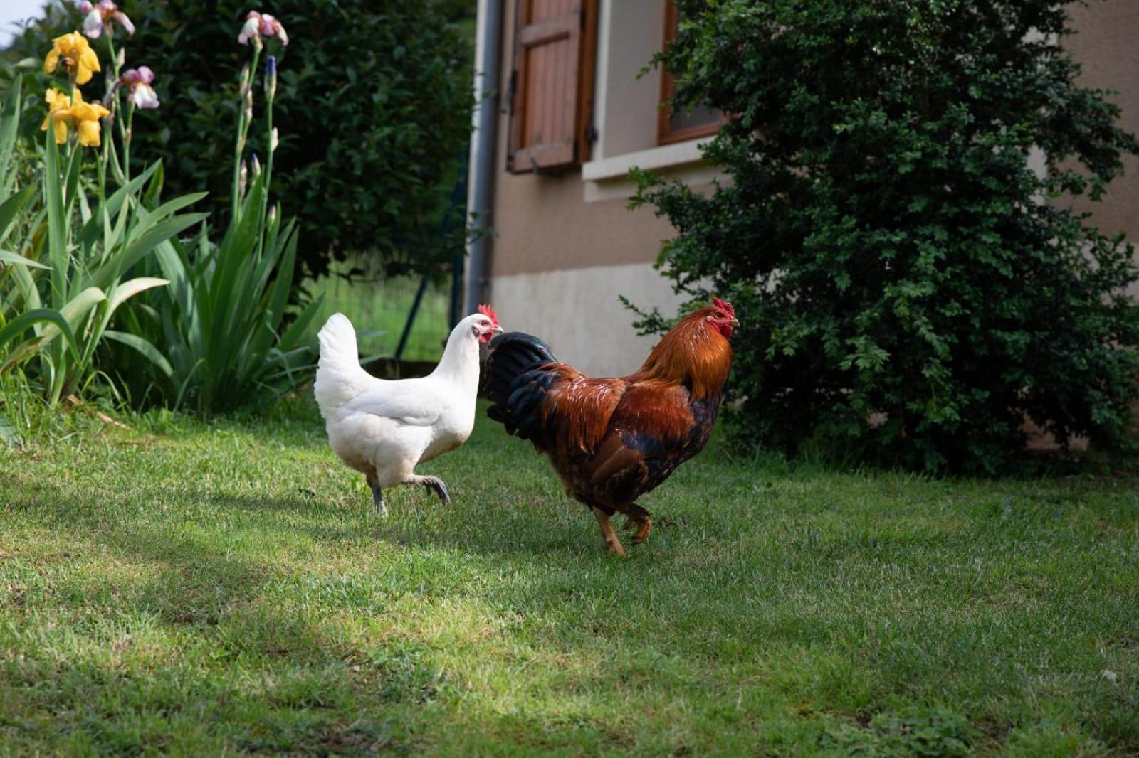 Le Chat Blanc Gite Versols-et-Lapeyre Εξωτερικό φωτογραφία